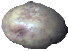 A Spud