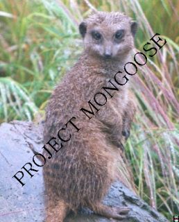 Project Mongoose Logo