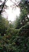 Juan de Fuca Marine Trail, (very wet), Vancouver Island, BC, Canada