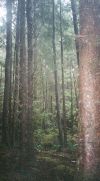 Juan de Fuca Marine Trail, (very wet), Vancouver Island, BC, Canada