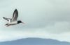 Oystercatcher, nr Oban, Scotland