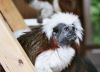 Cotton Top Tamarin