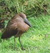 A Hammerkop (a kind of heron)