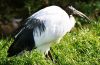 An Ibis, Linton zoo