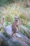 A Meerkat, Edinburgh Zoo