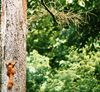 A polish red squirrel, Krakow, Poland