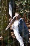 Old person Bird ( Maribou Stork)