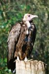 A Vulture at Linton Zoo