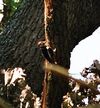 Middle Spotted Woodpecker, Kampinos National Park, nr. Warsaw, Poland