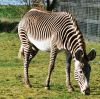 A Zebra, Linton Zoo